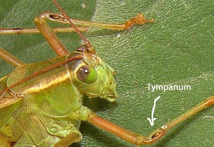 为什么耳朵听不见,左耳朵嗡嗡响听不到声音