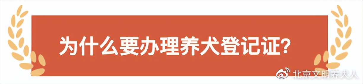 大型犬养犬证怎么办理,文明养犬给爱犬一个合法的身份