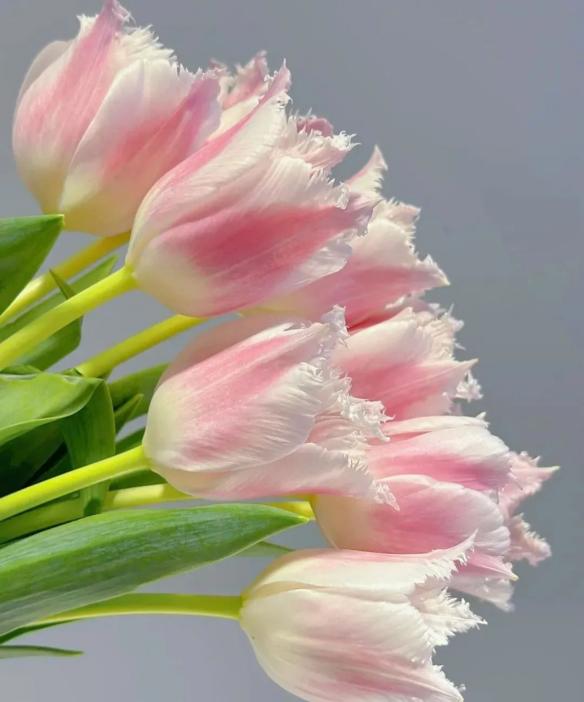 女神节送花的作品,女神节送什么花好看