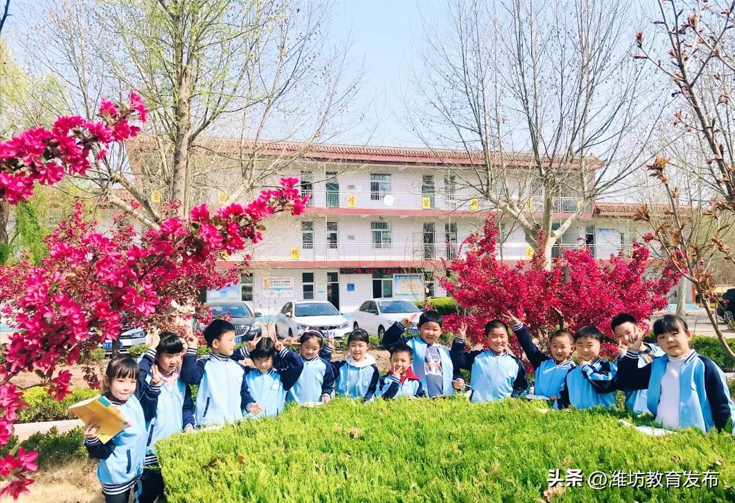 美！潍坊校园春景强势来袭
