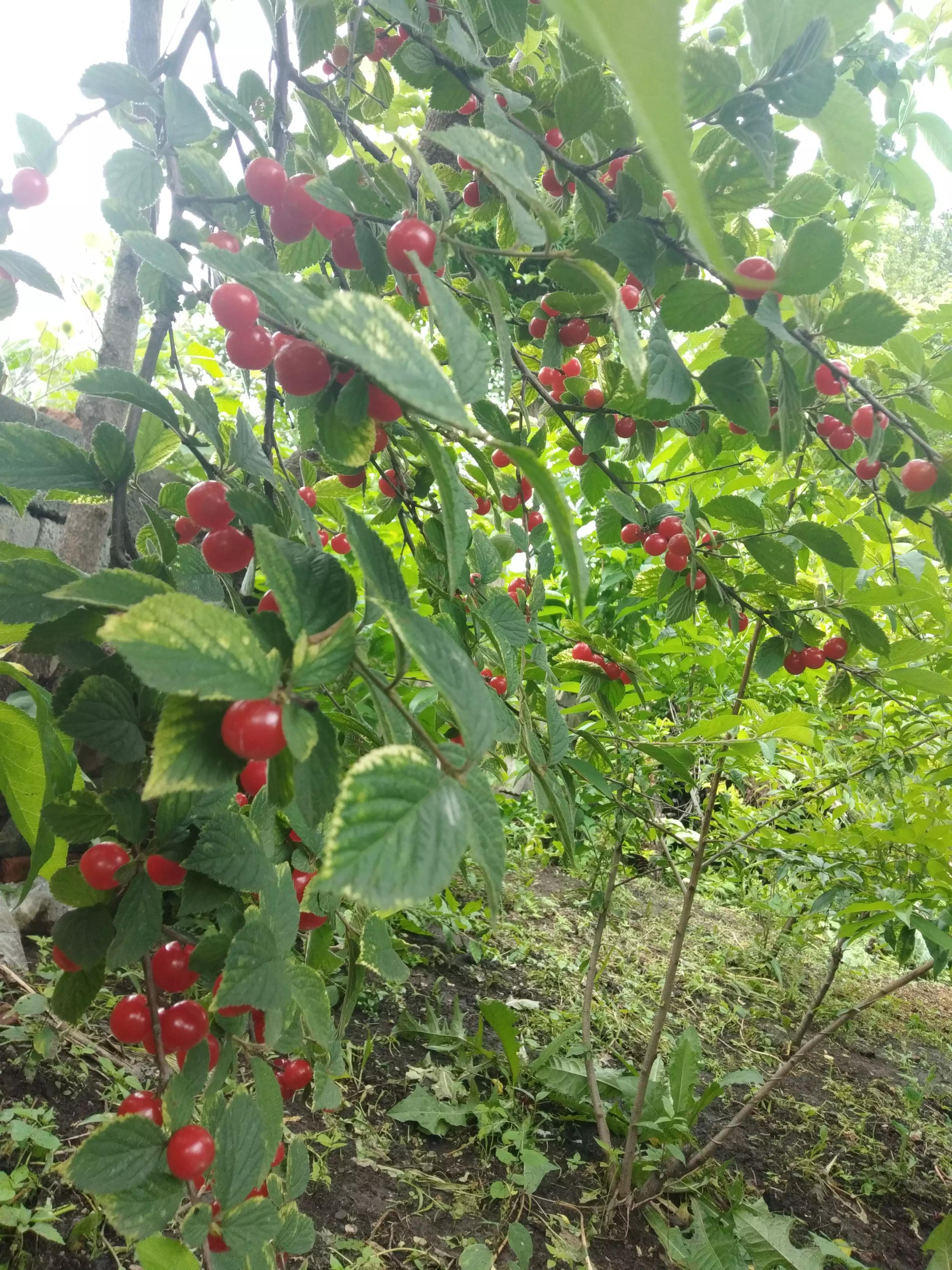 樱桃特色农业开发,樱桃采摘园经济价值