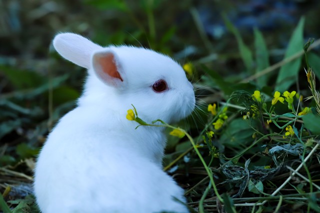 有关兔的古诗及解析,有关兔的古诗不少于3首