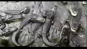 这是真的吗？当人被鳄鱼追赶时，z字型逃跑能快速摆脱鳄鱼