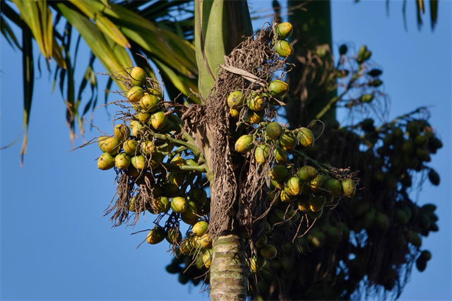 槟榔的危害到底有多大图,槟榔的危害和后果有多严重