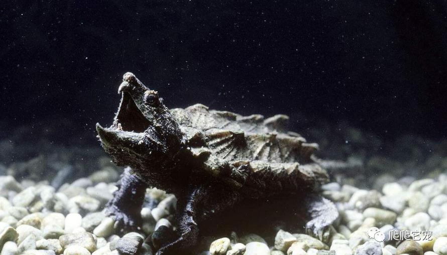 假如被乌龟咬住手指该怎么办视频,被乌龟咬住不松嘴怎么办