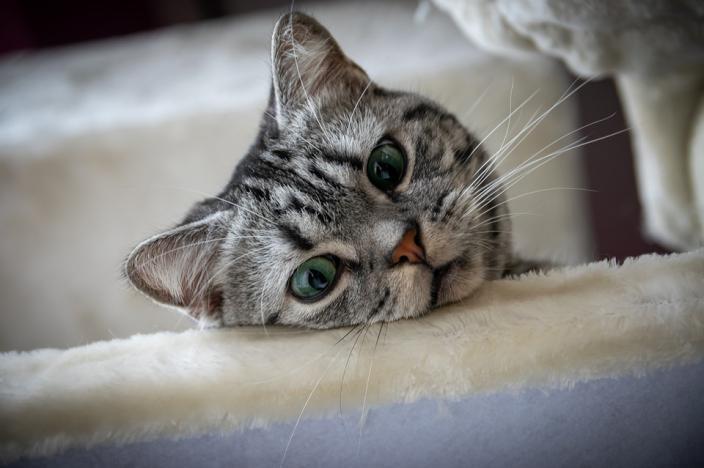 猫咪出现了病情会出现哪些反应,猫咪出现这四种表现