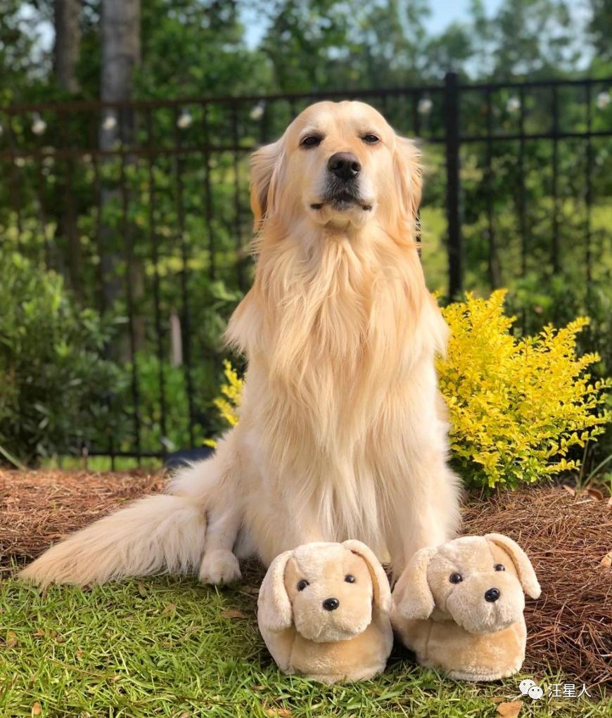 主人监控金毛,主人跟踪狗狗