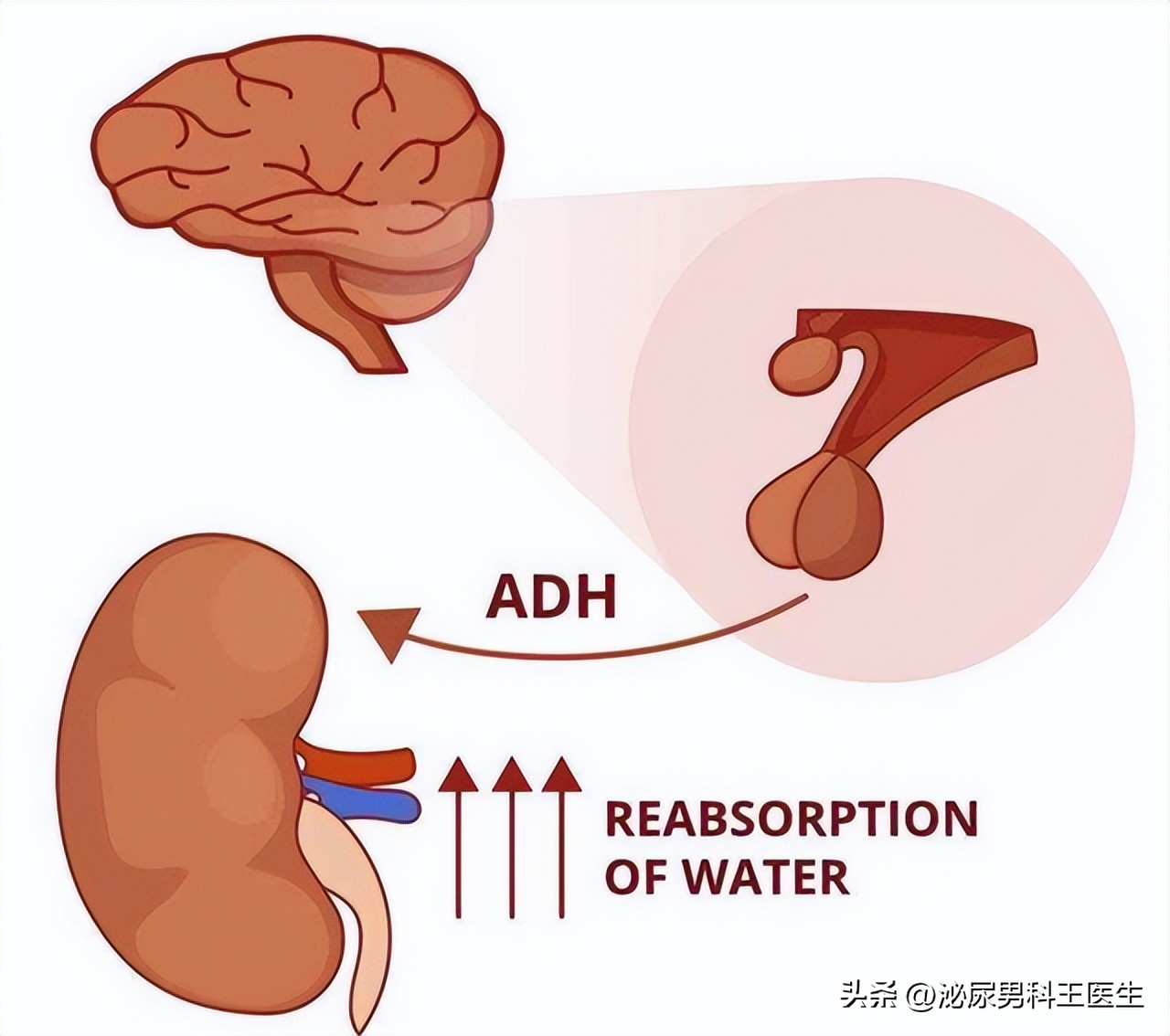 医生亲传的8个招,教你如何搞定晚上起夜次数多的情况