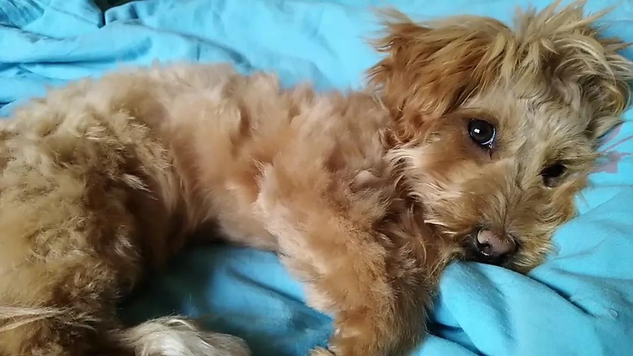 狗狗怎样会感染细小病毒,狗狗感染细小还能睡着吗