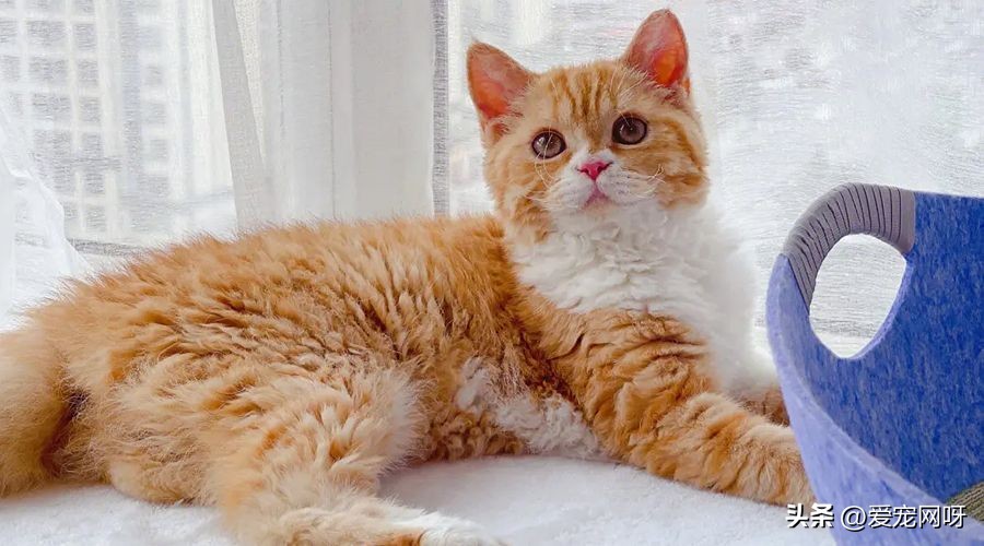 玳瑁猫咪是什么品种,猫咪品种大全及图片