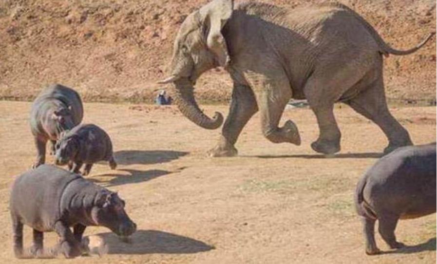 河马最怕什么凶猛的食肉动物,大型尼罗鳄与河马共存