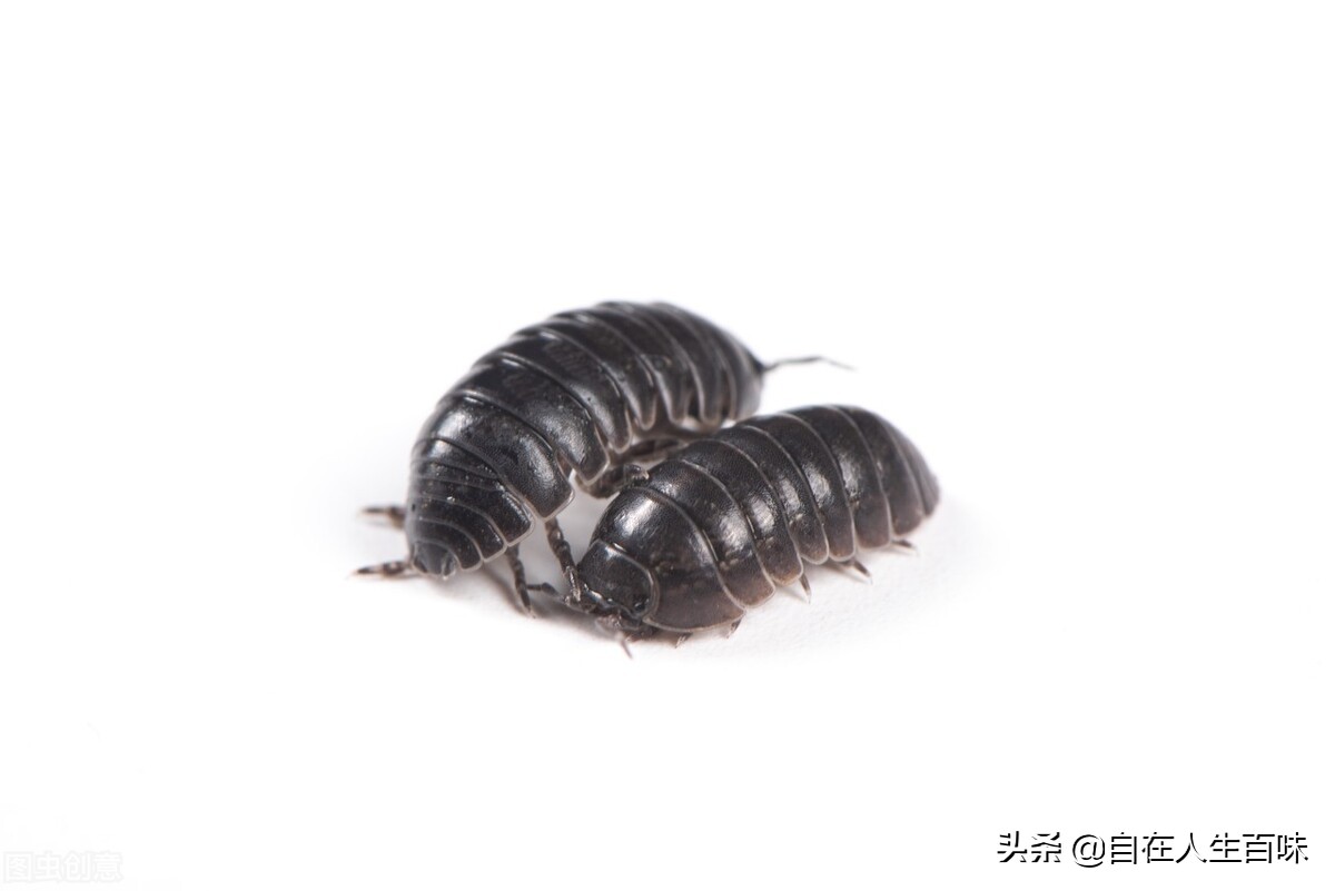 农村常见的虫子各叫什么名字,农村房子里面常见的虫子有哪些