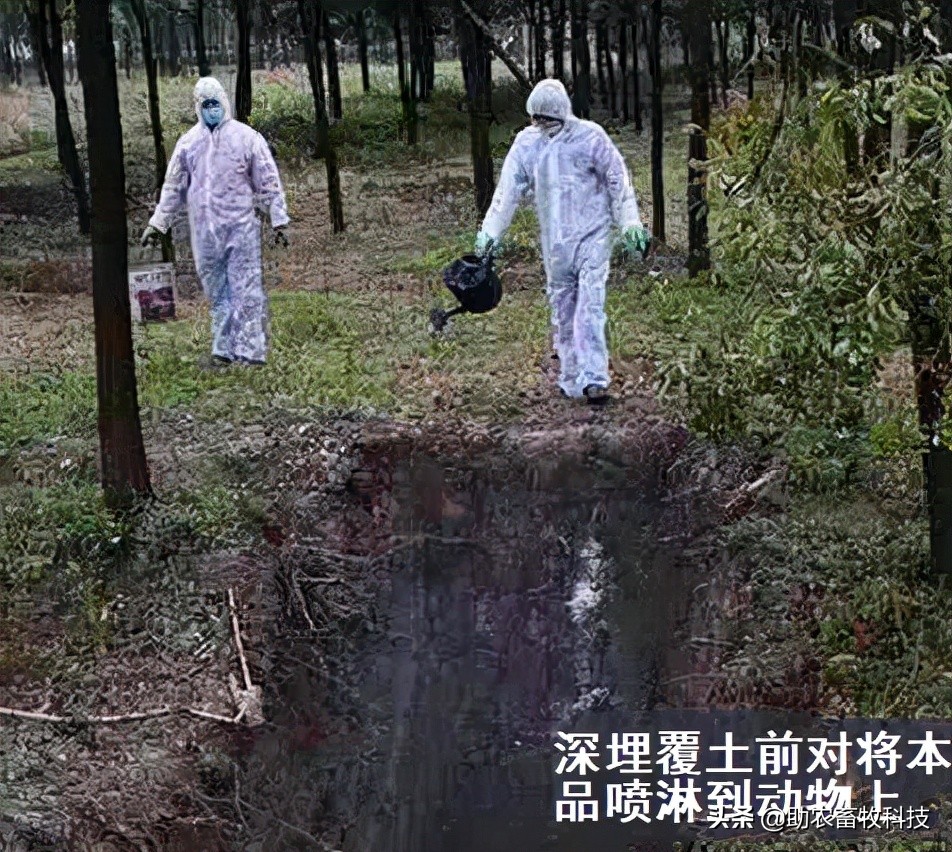 病死动物无害化处理实现全覆盖,宁夏病死动物无害化处理实施方案
