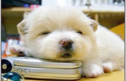 狗狗老是干呕是怎么回事,狗狗总是干呕怎么回事该怎么办