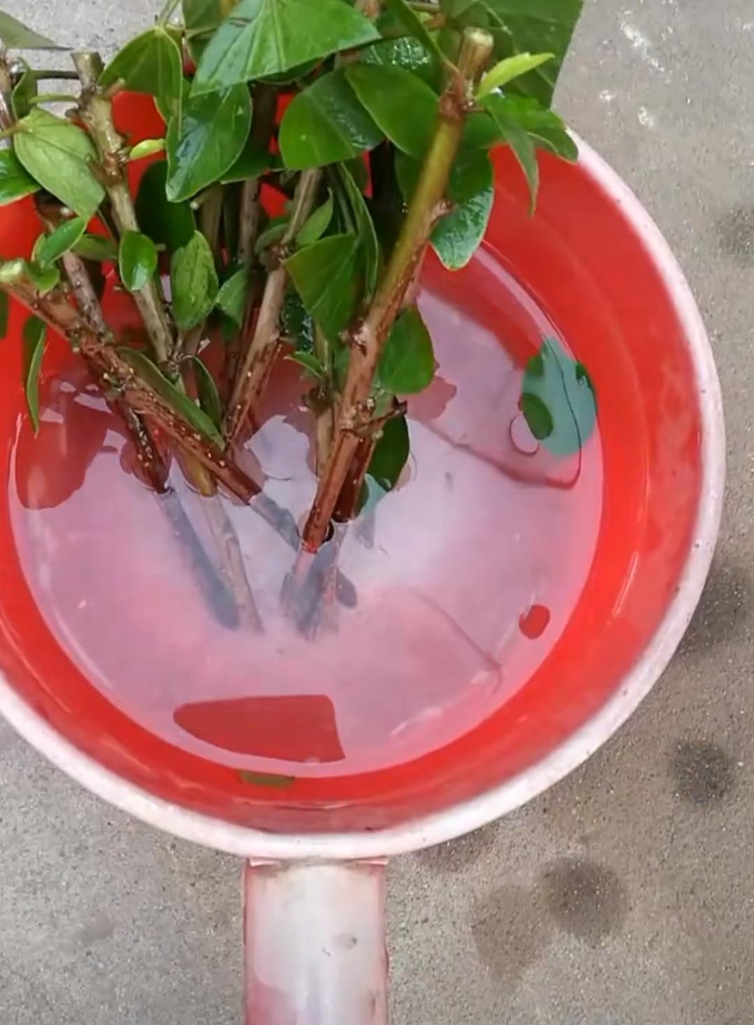 厨房里的养花神器,厨房适合养花的肥料