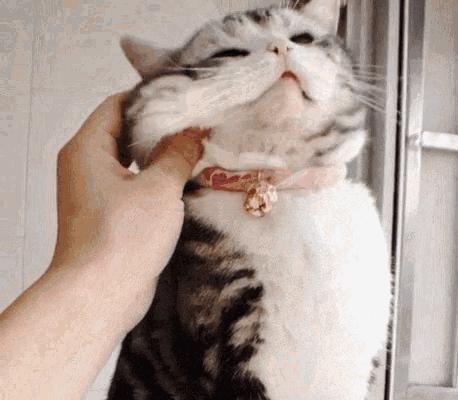 养公猫还是母猫对比视频,养公猫好还是母猫好