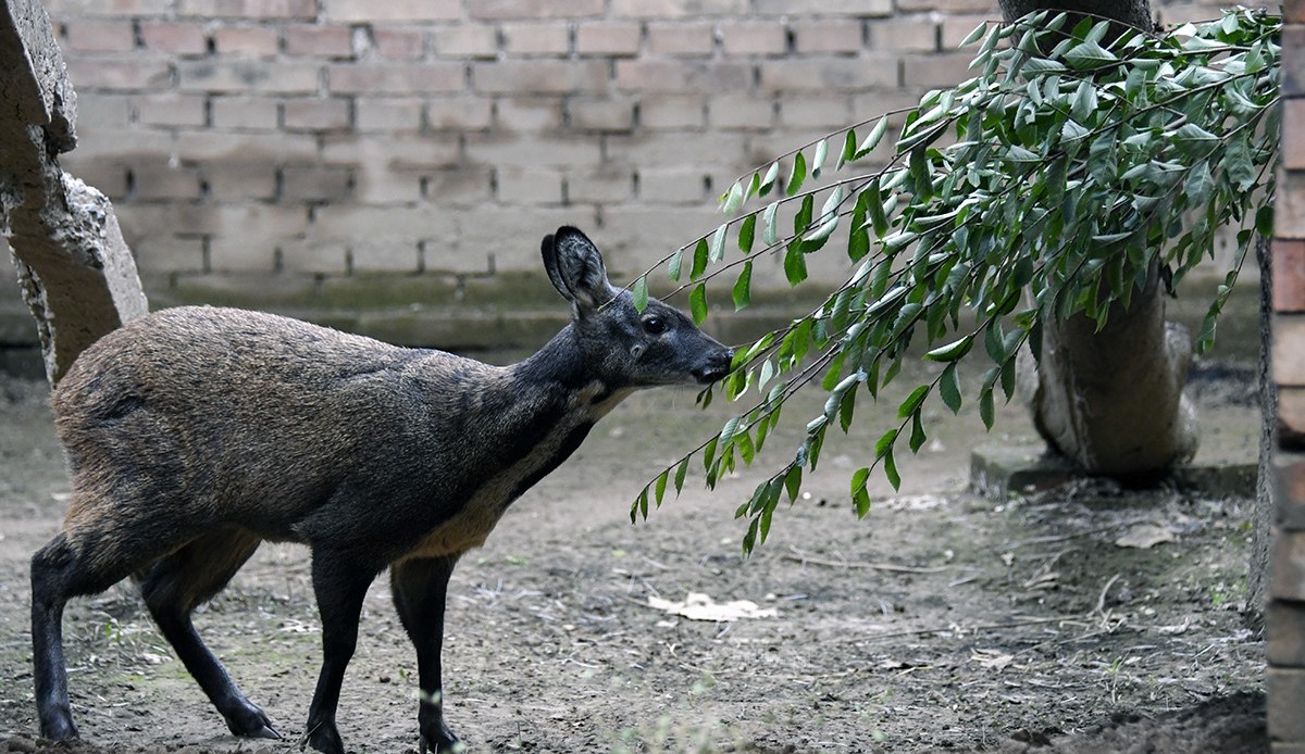 一只林麝一年能挣多少,一只林麝养殖一年一万元是真的吗