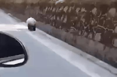 “居家”措施一个多月，曾经繁华的人民广场被流浪猫们占领啦