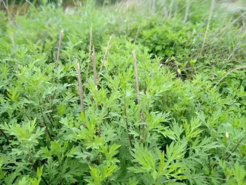 种植艾草让农民增收,种植艾草好处与功效
