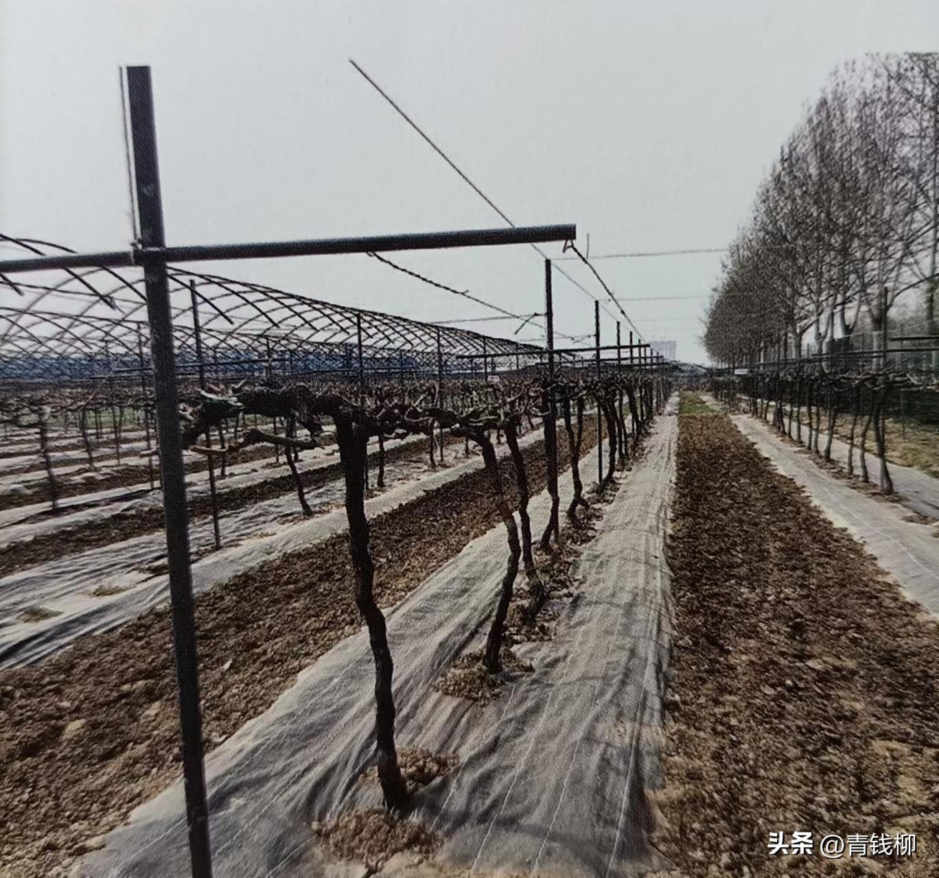 阳光玫瑰葡萄种植土处理,种阳光玫瑰葡萄怎样改良土壤