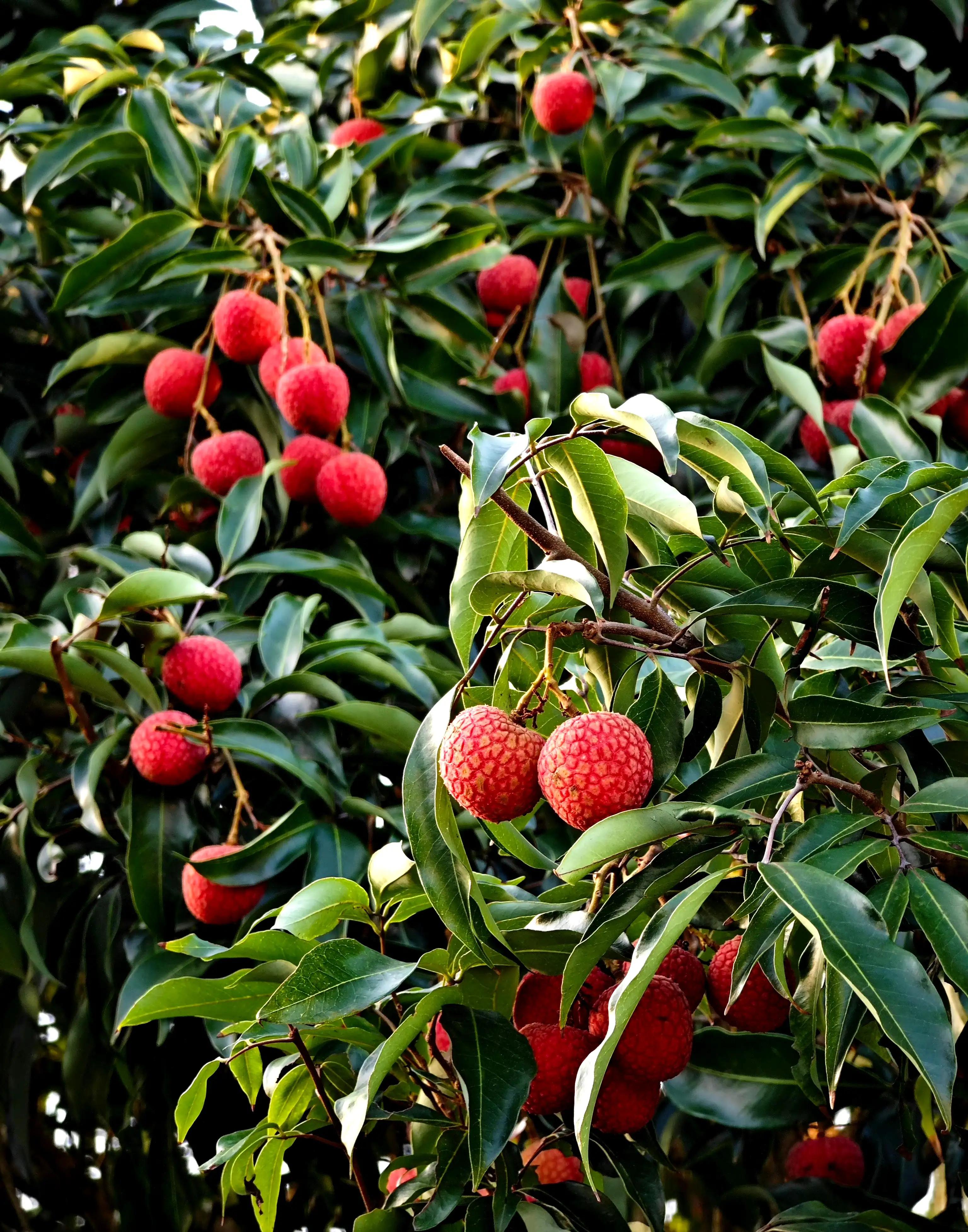 “水晶细嚼甜于蜜,满口生香玉露漙”,夏日里的荔枝又鲜又红又甜