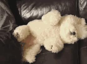 比熊犬为什么特别粘人睡觉,3月大比熊犬每天睡觉正常吗