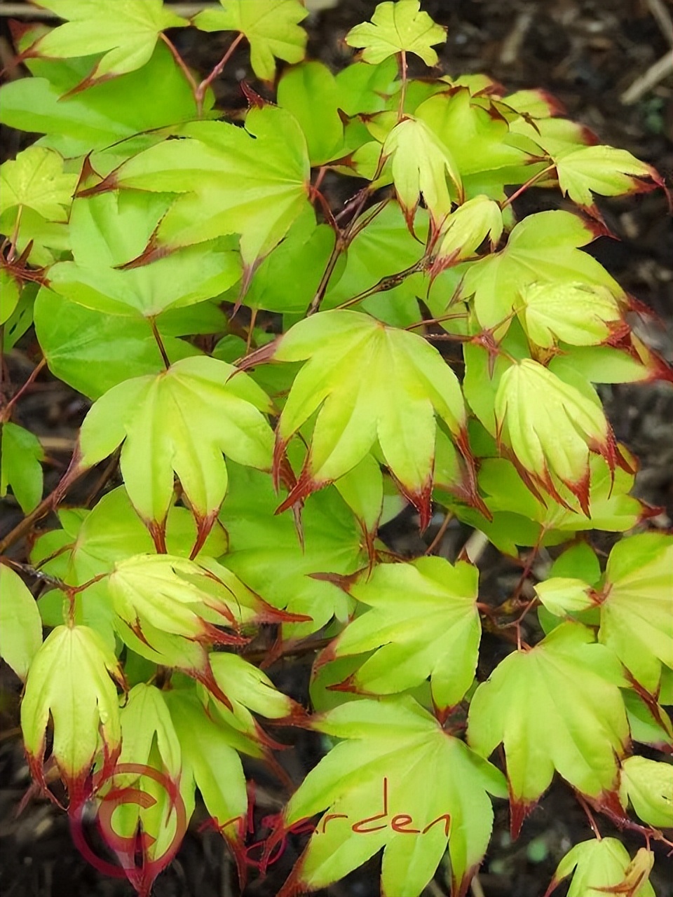 「秋天必看」枫树图鉴22年版——鸡爪枫及日本枫篇