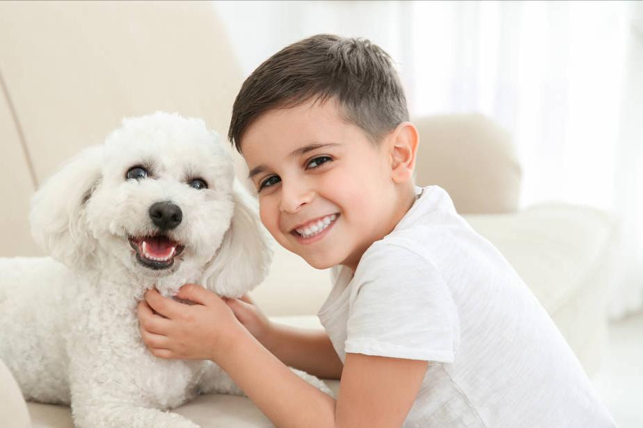 卷毛比熊犬的优缺点,花比熊犬的9大优缺点