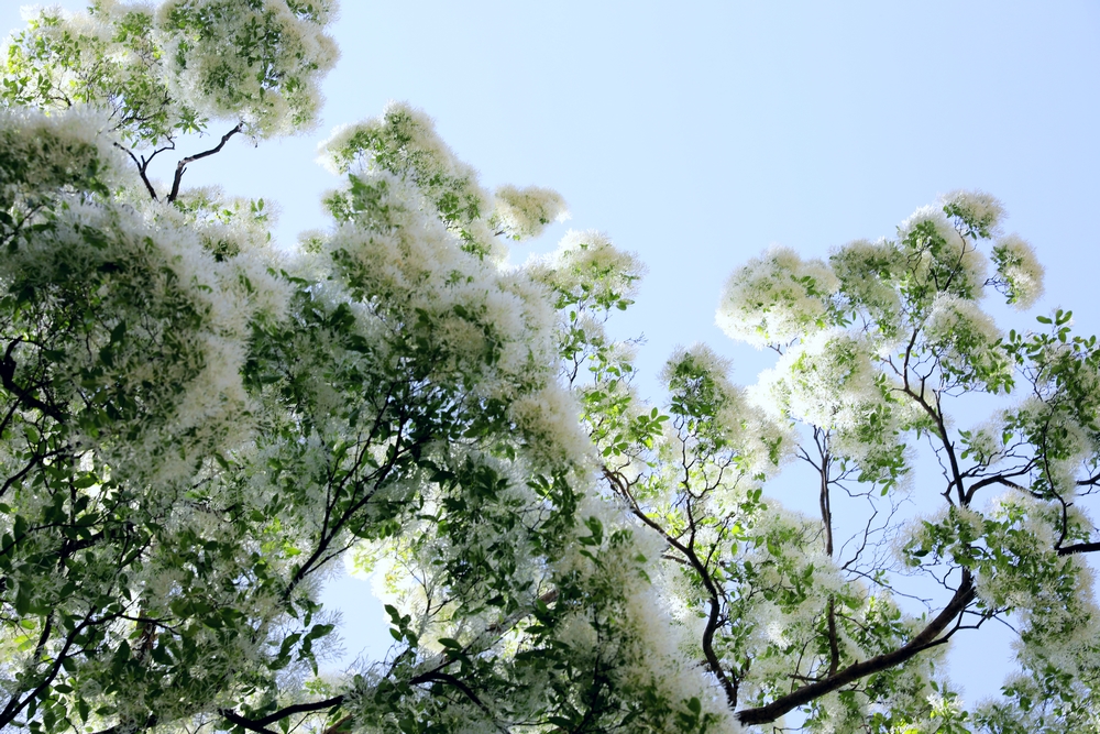 石大沟流苏,大石沟流苏花