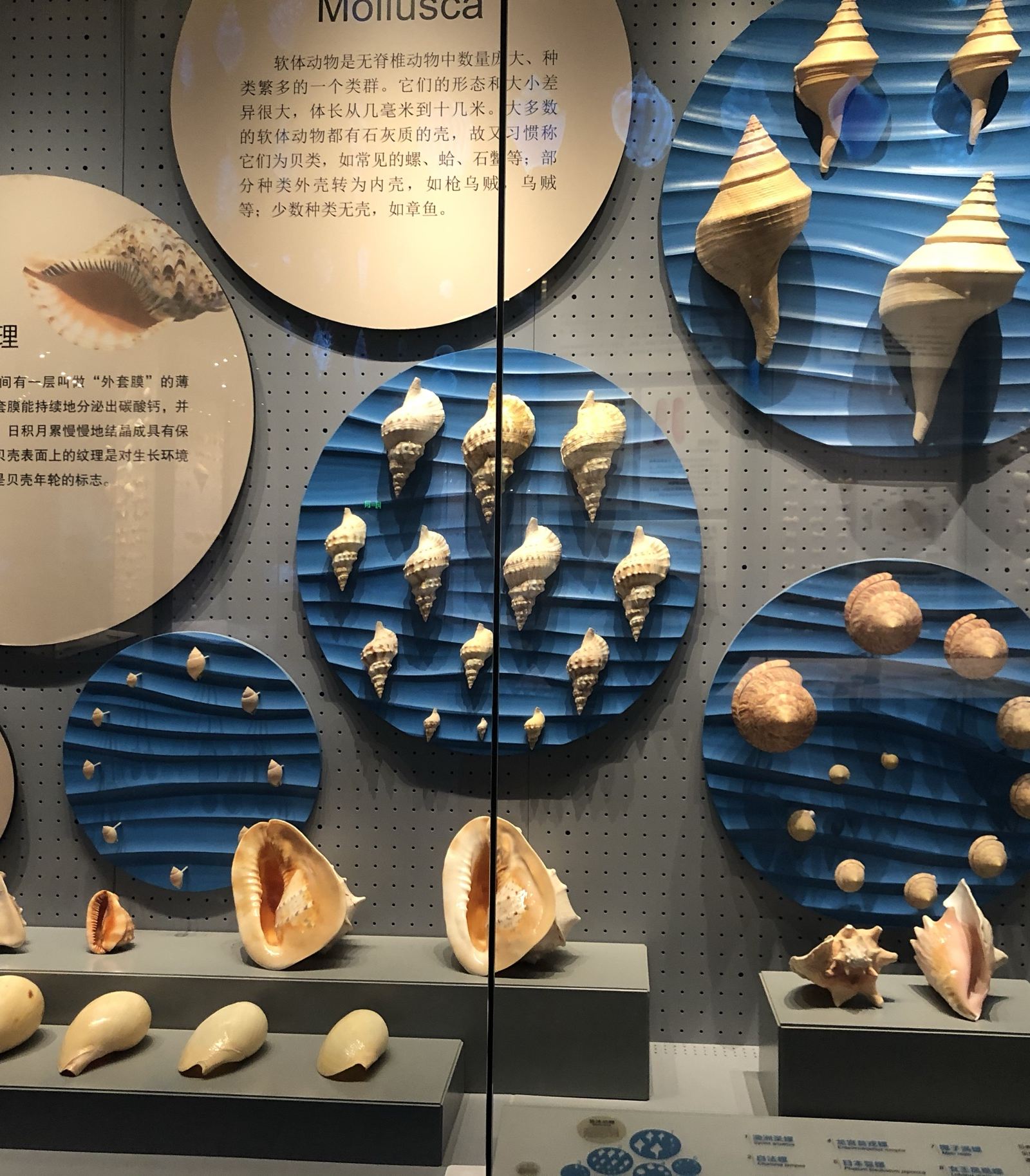 天津国家海洋博物馆参观感受,天津海洋博物馆到天津航母公园