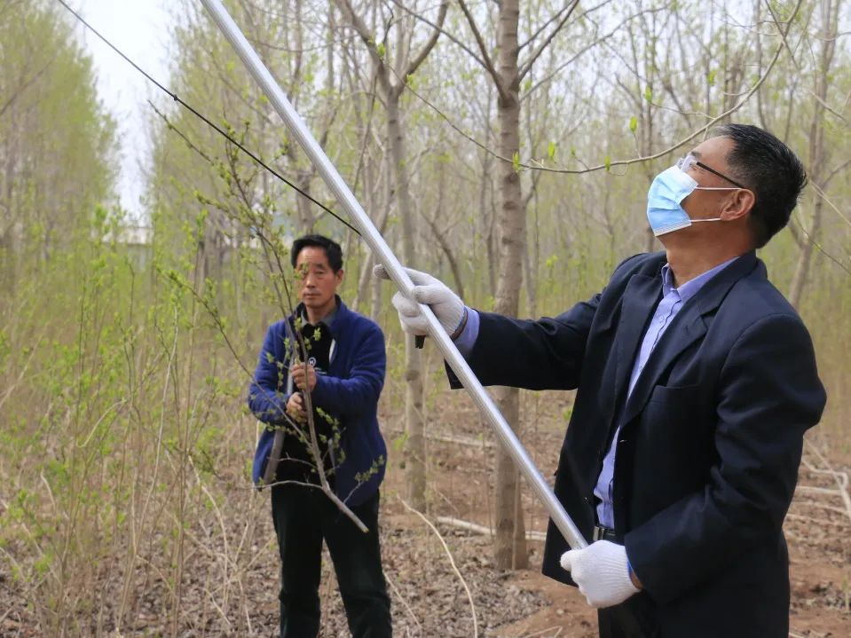 特色产业助力乡村振兴|鄌郚杜仲“小”雄花助农“大”增收