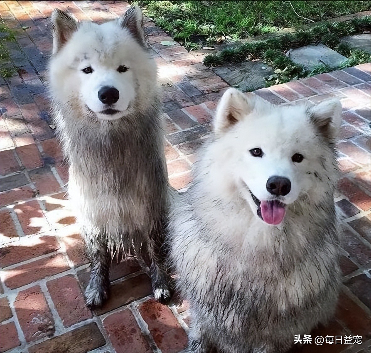 趁主人不在家，萨摩耶把酒桶咬烂，咕噜咕噜喝醉了