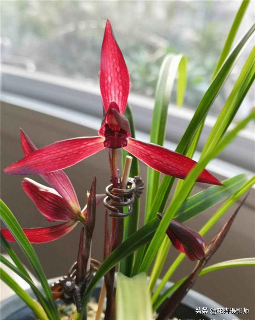 贵州最新最极品的兰花图片,贵州哪种兰花最漂亮