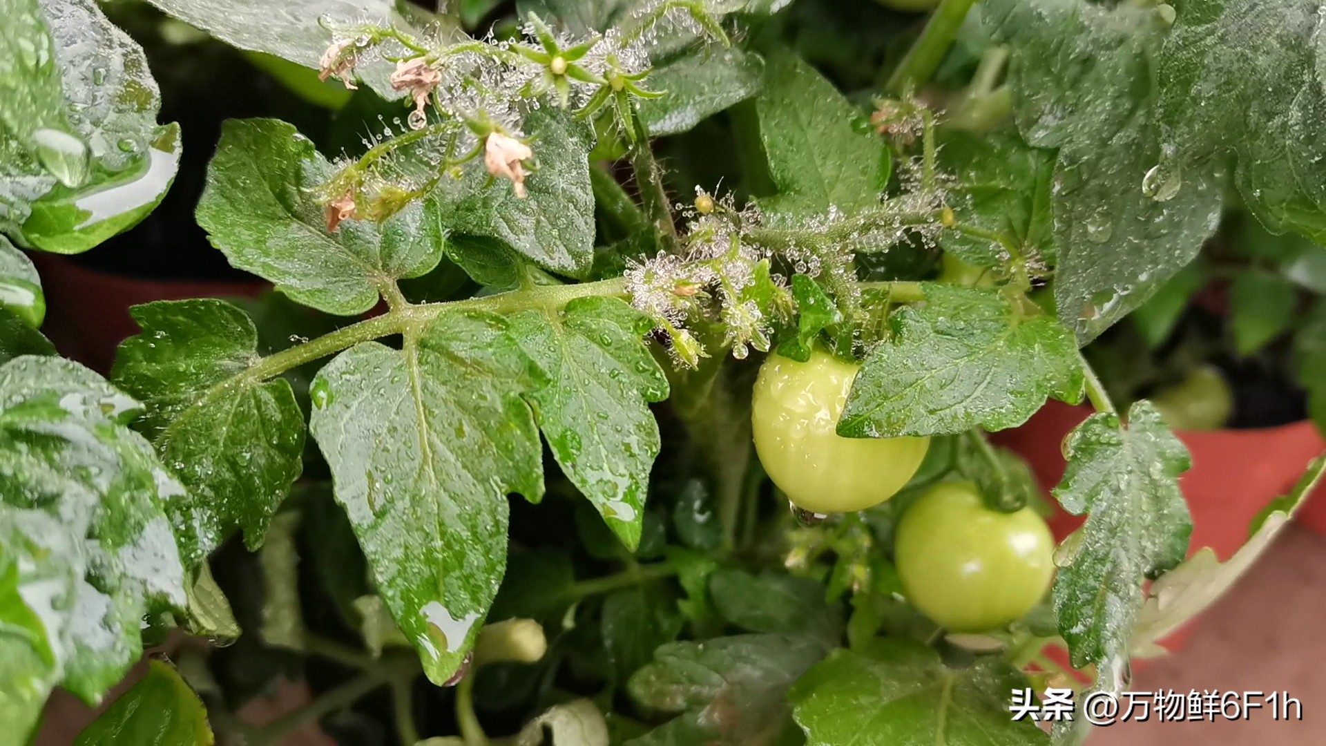 花卉批发市场进货渠道,山东花卉最大批发市场