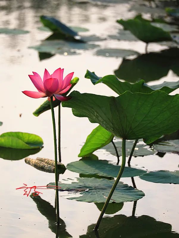 淮阳荷花节什么时间最好看,淮阳看荷花节开幕