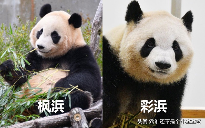 目前在国外的大熊猫有几只,大熊猫国外租借了多少只