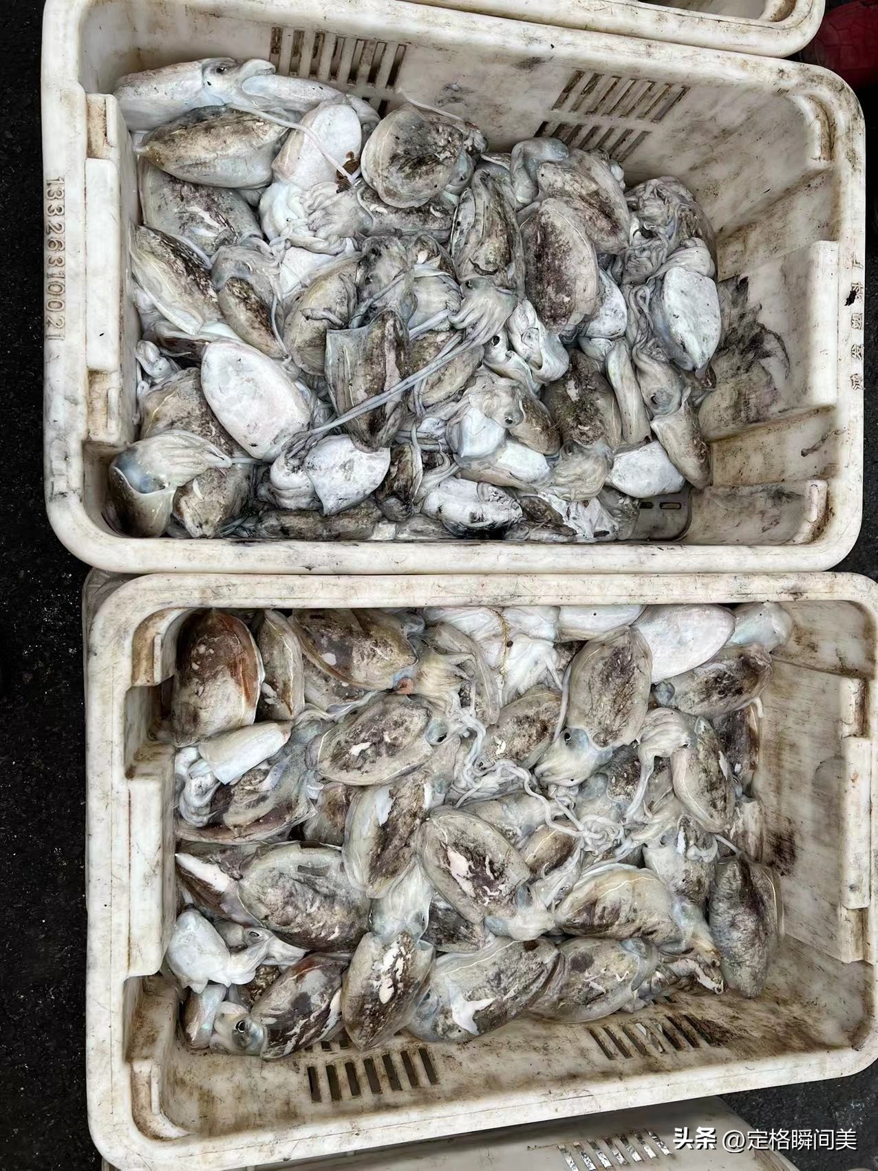 青岛鲳鱼价格,青岛今天鲳鱼价格最新行情