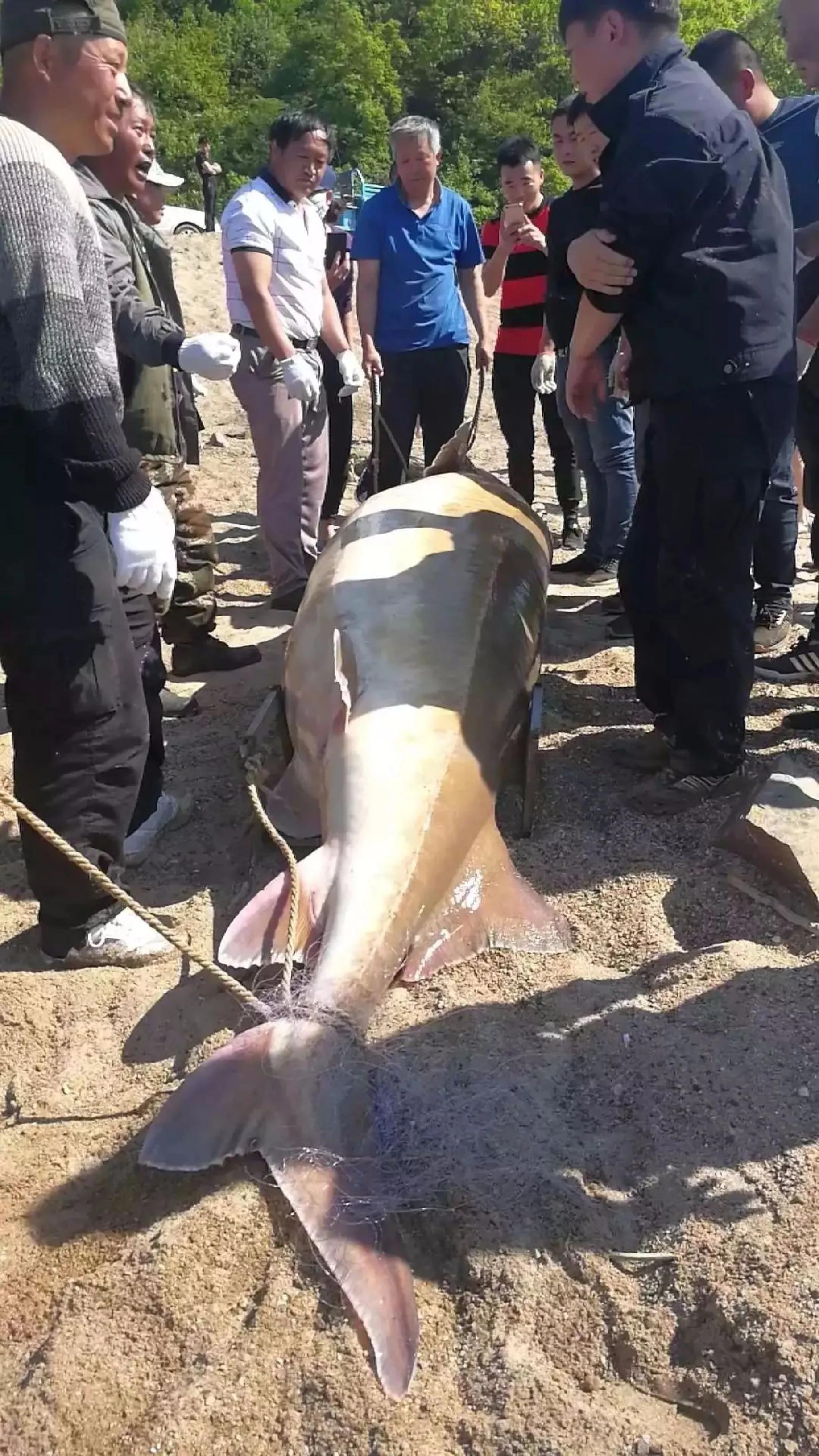 渔民误捕“海猪”果断放生,黑龙江渔民捕获300斤重大鱼放生
