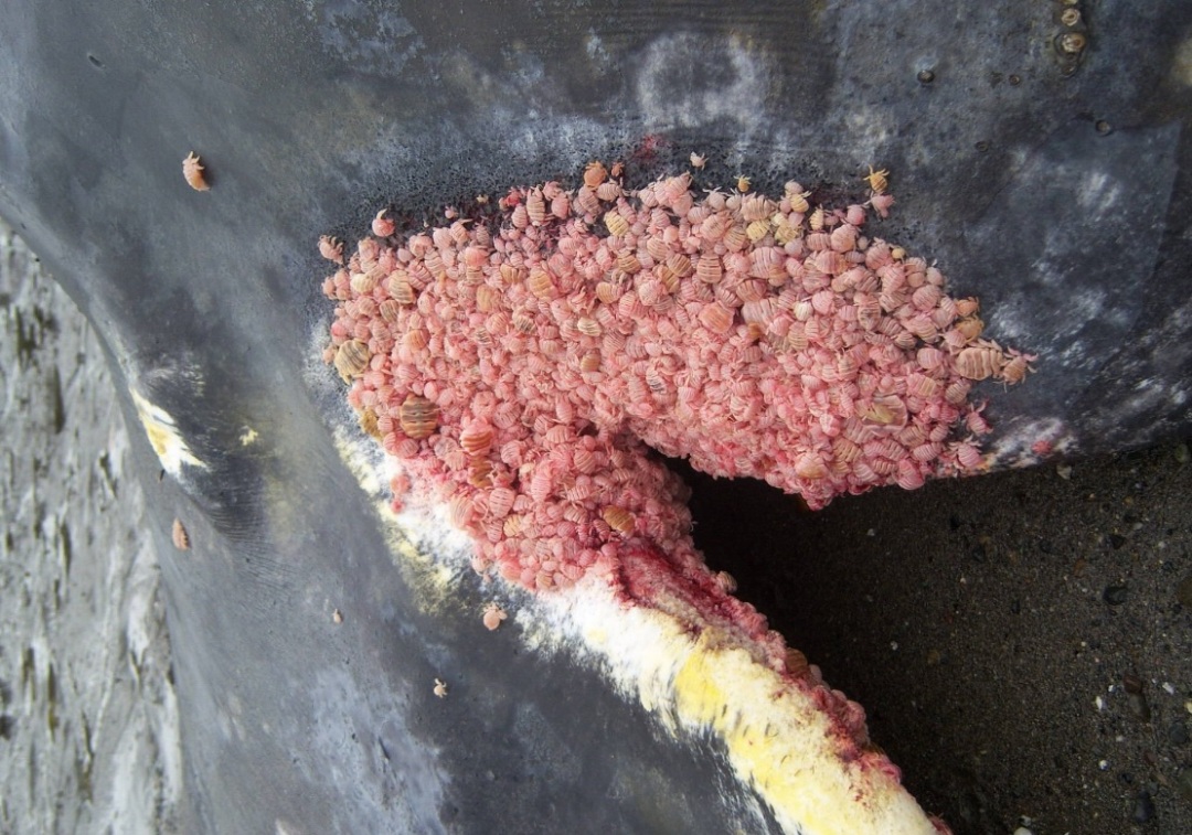 身上虱子太多，灰鲸无奈找人类帮忙，墨西哥船长秒变“搓澡工”！