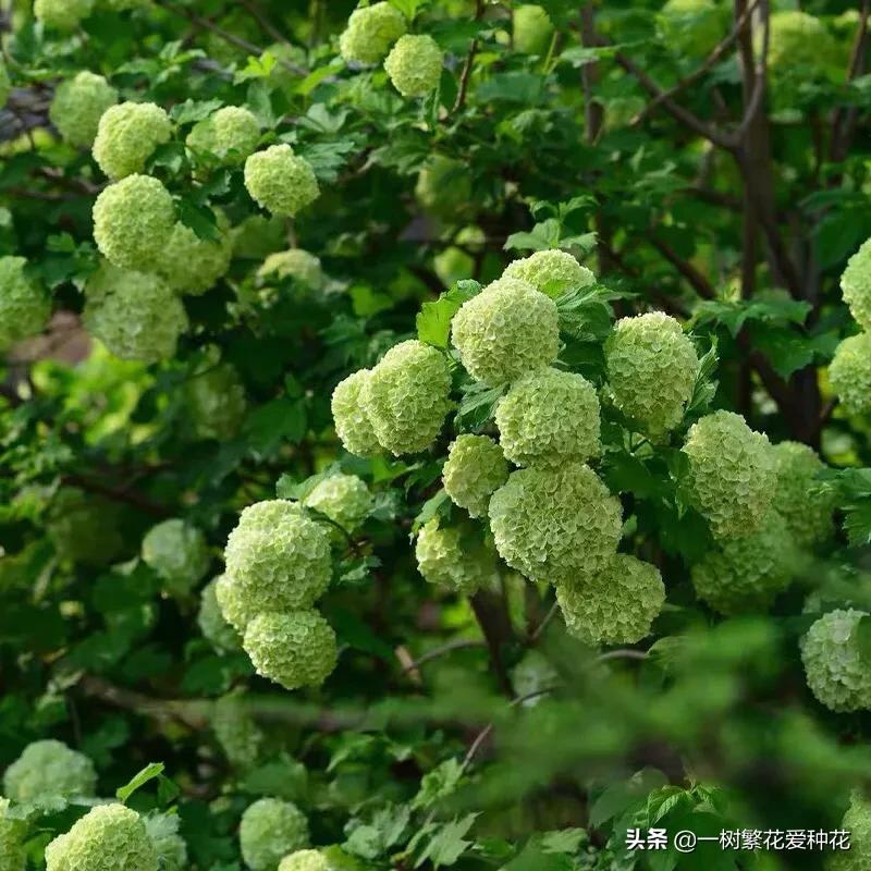 绣球花和球兰花,哪个品种的绣球花球大