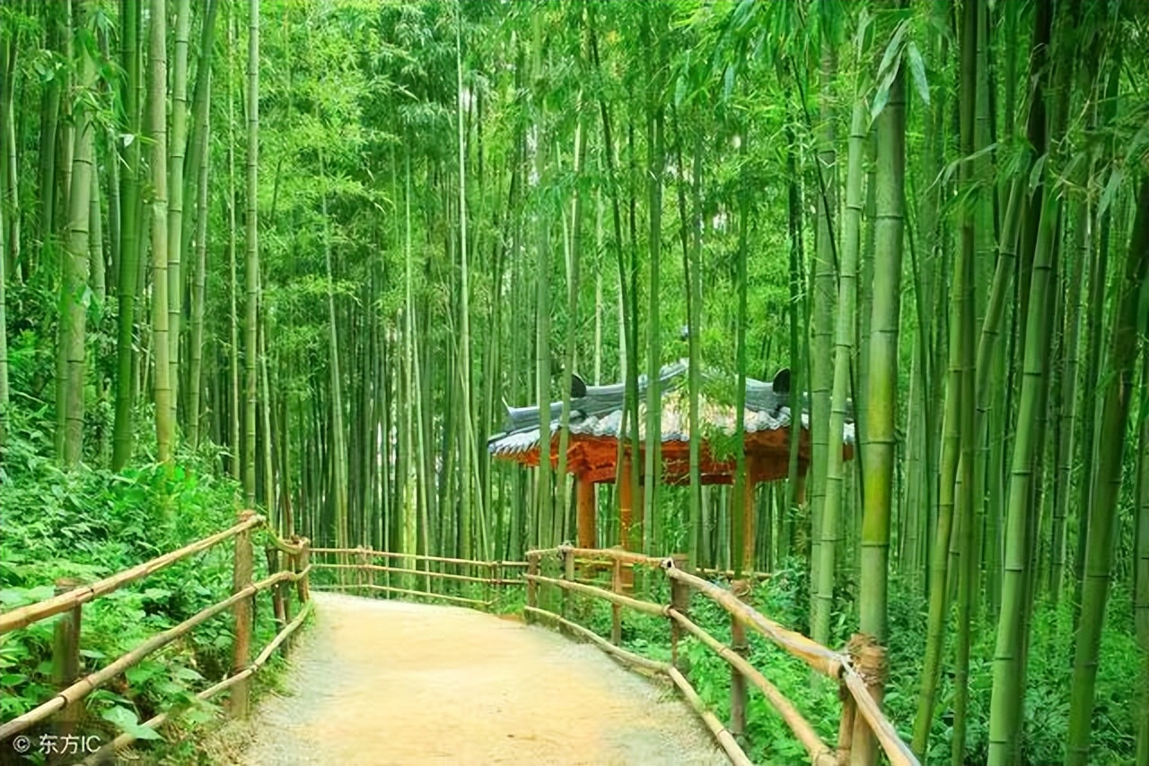 写竹子品质的诗句古诗大全,十首最惊艳的竹子古诗