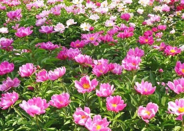 目前云南昭通有多少作家,昭通十大作家