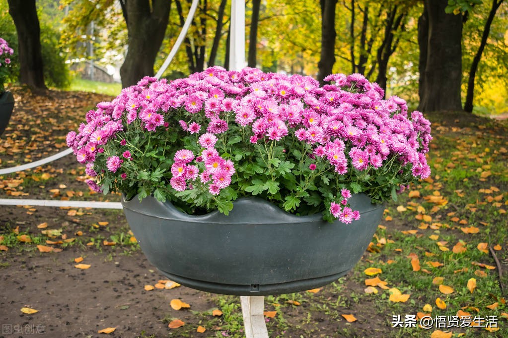 装修房子吸甲醛最好的是什么植物,新房入住有什么植物适合吸甲醛