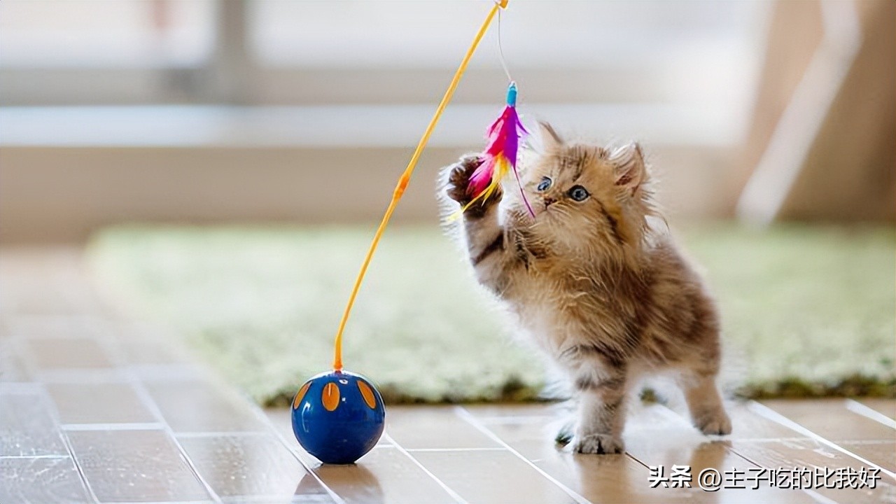 猫咪一见我就躲,猫咪一见男主人就跑怎么治