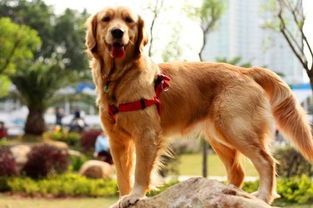 金毛犬吃骨头伤了肠胃怎么办,金毛犬肠胃有问题怎么办