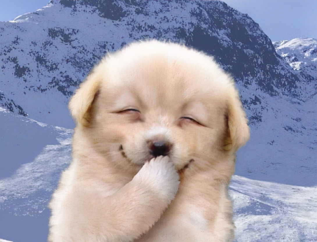 狗狗拆蛋了还会找家吗,狗狗的窝被拆狗狗什么反应