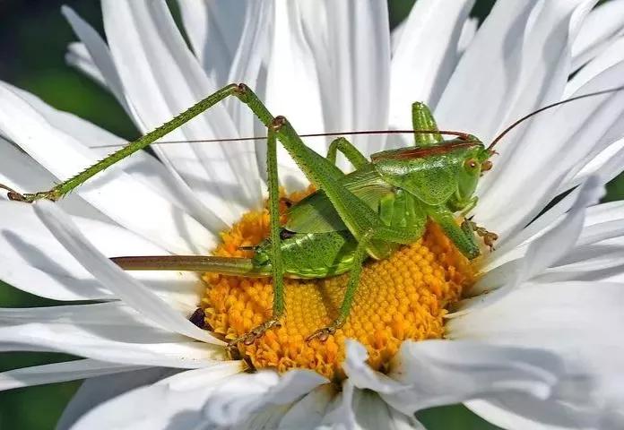 可爱动物照片合集,澳大利亚动物合集