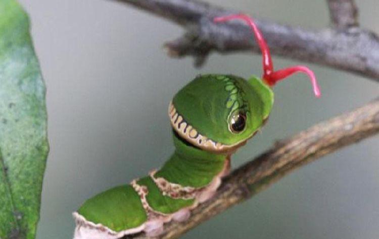 长得跟千足虫很像的虫子,长得很像蜈蚣的虫子图片