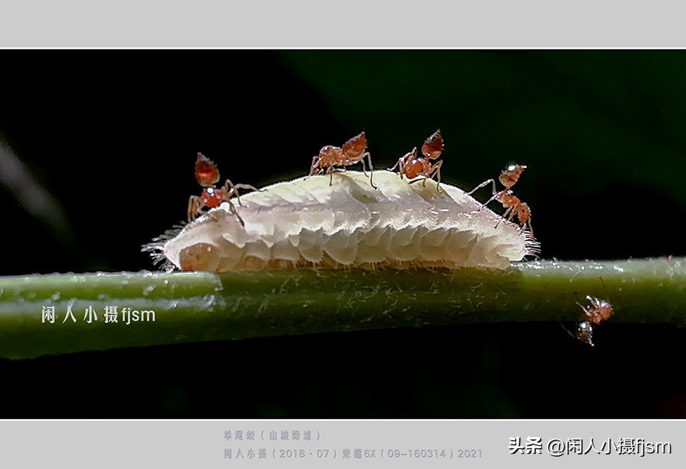 手机拍摄微距人像教程,关于手机微距摄影的一些小技巧