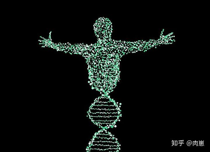 健身增肌好处的简介,锻炼和健身增肌的原理